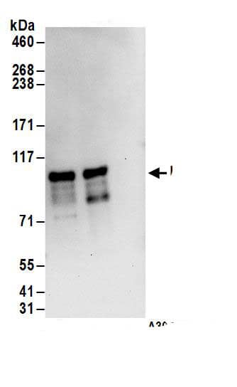 Immunoprecipitation:ZC3H14 AntibodyNBP3-29940] -Detection of human MSUT2 by western blot of immunoprecipitates. Samples: Whole cell lysate (1 mg for IP; 20% of IP loaded) from HEK293T cells. Antibodies: Affinity purified rabbit anti-MSUT2 antibody NBP3-29940 (lot NBP3-29940-1) used for IP at 6 µg/mg lysate. MSUT2 was also immunoprecipitated by rabbit anti-MSUT2.. For blotting immunoprecipitated MSUT2,  was used at 1 µg/ml. Detection: Chemiluminescence with an exposure time of 10 seconds.