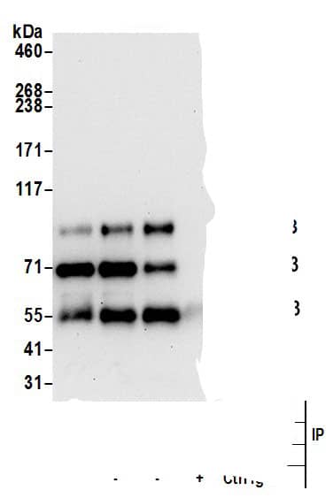 Immunoprecipitation:FGD3 AntibodyNBP3-29956] -Detection of human FGD3 by western blot of immunoprecipitates. Samples: Whole cell lysate (0.5 or 1.0 mg per IP reaction; 20% of IP loaded) from HeLa cells prepared using NETN lysis buffer. Antibodies: Affinity purified rabbit anti-FGD3 antibody NBP3-29956 (lot NBP3-29956-1) used for IP at 6 µg per reaction. FGD3 was also immunoprecipitated by rabbit anti-FGD3 antibodies A305-201A and BL20569. For blotting immunoprecipitated FGD3, NBP3-29956 was used at 0.4 µg/ml. Detection: Chemiluminescence with an exposure time of 30 seconds.