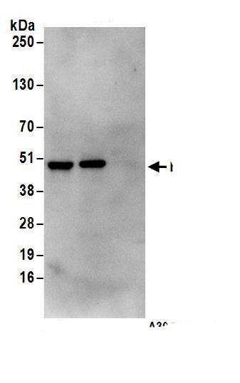 Immunoprecipitation RRAGC Antibody