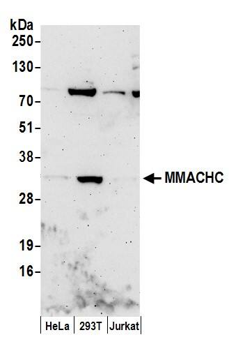 Western Blot:[NBP3-29968]-Detection of human MMACHC by western blot. Samples: Whole cell lysate from HeLa, HEK293T, and Jurkat cells prepared using NETN lysis buffer. Antibodies: Affinity purified rabbit anti-MMACHC antibody used for WB at 1 µg/ml. Detection: Chemiluminescence with an exposure time of 3 minutes.