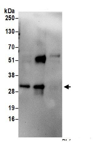 Immunoprecipitation GPR157 Antibody - BSA Free