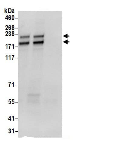 Immunoprecipitation POLR1A Antibody - BSA Free