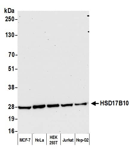 Western Blot:[NBP3-29992]-Detection of human HSD17B10 by western blot. Samples: Whole cell lysate from MCF-7, HeLa, HEK293T, Jurkat, and Hep-G2 cells prepared using NETN lysis buffer. Antibody: Affinity purified rabbit anti-HSD17B10 antibody used for WB at 0. 04 mg/ml. Detection: Chemiluminescence with an exposure time of 30 seconds.