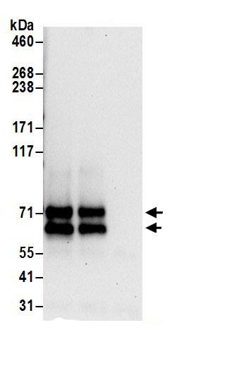Immunoprecipitation ZDHHC5 Antibody - BSA Free