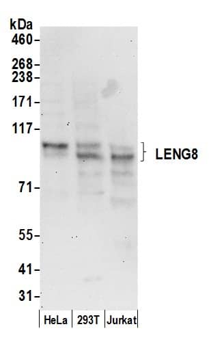 Western Blot LENG8 Antibody