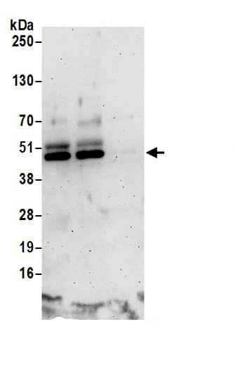 Immunoprecipitation:Cyclin B2 AntibodyNBP3-30035] -Detection of human Cyclin B2 by western blot of immunoprecipitates. Samples: Whole cell lysate (0.5 or 1.0 mg per IP reaction; 20% of IP loaded) from HeLa cells prepared using RIPA lysis buffer. Antibodies: Affinity purified rabbit anti-Cyclin B2 antibody NBP3-30035 (lot NBP3-30035-1) used for IP at 6 µg per reaction. Cyclin B2 was also immunoprecipitated by rabbit anti-Cyclin B2 antibody. For blotting immunoprecipitated Cyclin B2, BL17041 was used at 1 µg/ml. Detection: Chemiluminescence with an exposure time of 3 minutes.