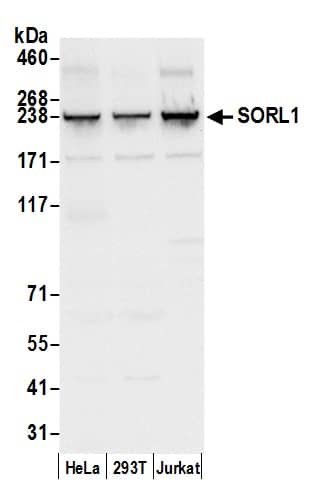 Western Blot:[NBP3-30038]-Detection of human SORL1 by western blot. Samples: Whole cell lysate from HeLa, HEK293T, and Jurkat cells prepared using NETN lysis buffer. Antibody: Affinity purified rabbit anti-SORL1 antibody used for WB at 0. 1 µg/ml. Detection: Chemiluminescence with an exposure time of 3 seconds.