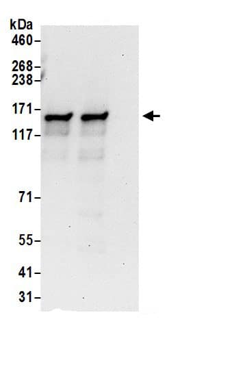 Immunoprecipitation NHN1 Antibody - BSA Free