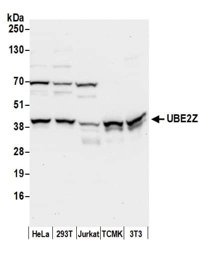 Western Blot:[NBP3-30058]-Detection of human and mouse UBE2Z by western blot. Samples: Whole cell lysate from HeLa, HEK293T, Jurkat, mouse TCMK-1, and mouse NIH 3T3 cells prepared using NETN lysis buffer. Antibody: Affinity purified rabbit anti-UBE2Z antibody used for WB at 0. 4 µg/ml. Detection: Chemiluminescence with an exposure time of 10 seconds.