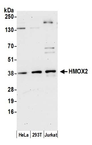 Western Blot:[NBP3-30059]-Detection of human HMOX2 by western blot. Samples: Whole cell lysate from HeLa, HEK293T, and Jurkat cells prepared using NETN lysis buffer. Antibody: Affinity purified rabbit anti-HMOX2 antibody used for WB at 0. 1 µg/ml. Detection: Chemiluminescence with an exposure time of 75 seconds.