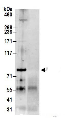 Immunoprecipitation PARP12 Antibody - BSA Free