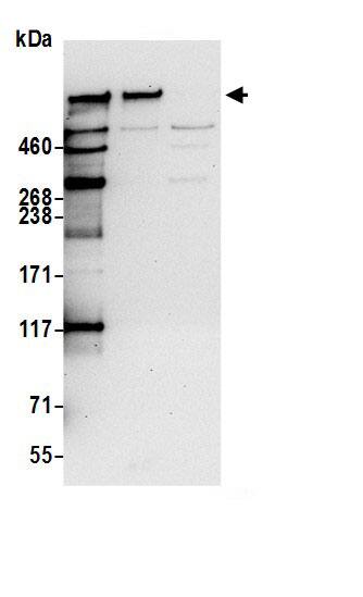 Immunoprecipitation:Nesprin 2 AntibodyNBP3-30126] -Detection of human SYNE2 by western blot of immunoprecipitates. Samples: Whole cell lysate (0.5 or 1.0 mg per IP reaction; 20% of IP loaded) from HeLa cells prepared using NETN lysis buffer. Antibodies: Affinity purified rabbit anti-SYNE2 antibody NBP3-30126 (lot NBP3-30126-1) used for IP at 6 µg per reaction. SYNE2 was also immunoprecipitated by rabbit anti-SYNE2.. For blotting immunoprecipitated SYNE2, NBP3-30126 was used at 1 µg/ml. Detection: Chemiluminescence with an exposure time of 30 seconds.