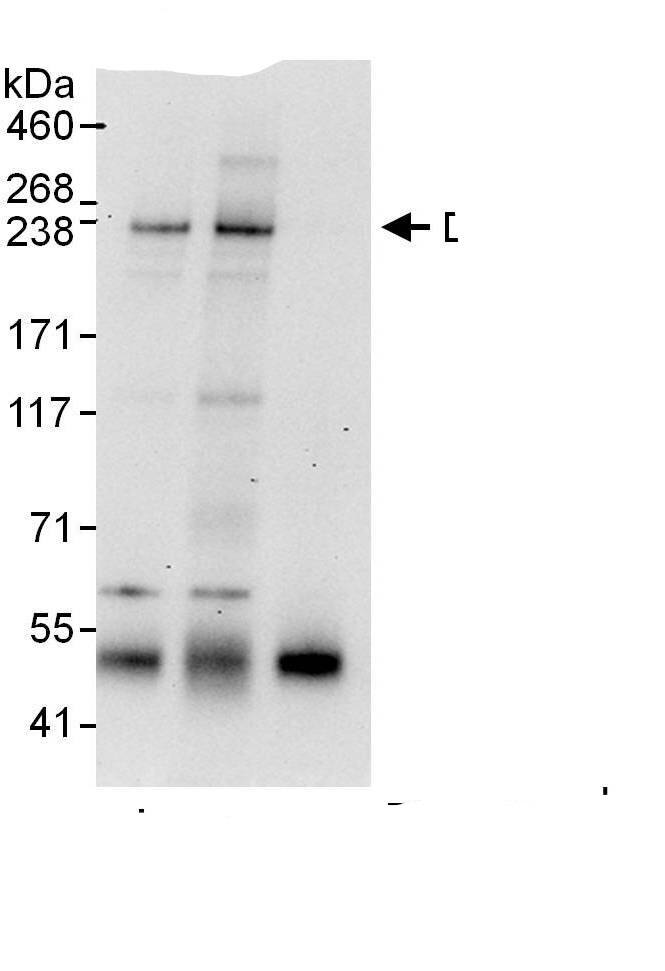 Immunoprecipitation CCDC88C Antibody - BSA Free