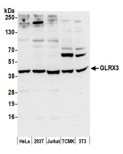 Western Blot:[NBP3-30161]-Detection of human and mouse GLRX3 by western blot. Samples: Whole cell lysate from HeLa, HEK293T, Jurkat, mouse TCMK-1, and mouse NIH 3T3 cells prepared using NETN lysis buffer. Antibody: Affinity purified rabbit anti-GLRX3 antibody used for WB at 0. 1 µg/ml. Detection: Chemiluminescence with an exposure time of 75 seconds.