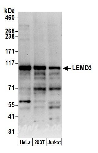 Western Blot:[NBP3-30163]-Detection of human LEMD3 by western blot. Samples: Whole cell lysate from HeLa, HEK293T, and Jurkat cells prepared using NETN lysis buffer. Antibody: Affinity purified rabbit anti-LEMD3 antibody used for WB at 0. 1 µg/ml. Detection: Chemiluminescence with an exposure time of 30 seconds.