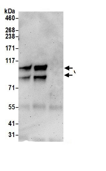 Immunoprecipitation:GRASP1 AntibodyNBP3-30165] -Detection of human GRIPAP1 by western blot of immunoprecipitates. Samples: Whole cell lysate (0.5 or 1.0 mg per IP reaction; 20% of IP loaded) from Jurkat cells prepared using NETN lysis buffer. Antibodies: Affinity purified rabbit anti-GRIPAP1 antibody NBP3-30165 (lot NBP3-30165-1) used for IP at 6 µg per reaction. GRIPAP1 was also immunoprecipitated by rabbit anti-GRIPAP1.. For blotting immunoprecipitated GRIPAP1, NBP3-30165 was used at 0.4 µg/ml. Detection: Chemiluminescence with an exposure time of 3 minutes.