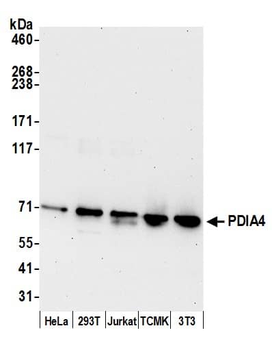 Western Blot:[NBP3-30202]-Detection of human and mouse PDIA4 by western blot. Samples: Whole cell lysate from HeLa, HEK293T, Jurkat, mouse TCMK-1, and mouse NIH 3T3 cells prepared using NETN lysis buffer. Antibody: Affinity purified rabbit anti-PDIA4 antibody used for WB at 0. 04 µg/ml. Detection: Chemiluminescence with an exposure time of 30 seconds.