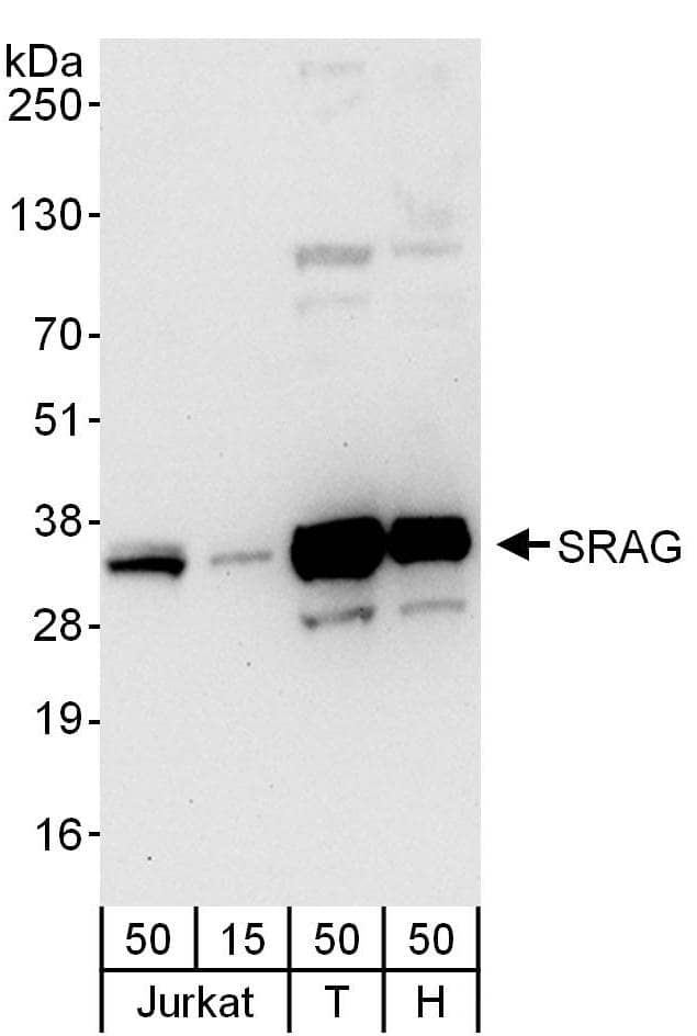 Western Blot:[NBP3-30224]-Detection of human SRAG by western blot. Samples: Whole cell lysate from Jurkat , HEK293T and HeLa cells. Antibody: Affinity purified rabbit anti-SRAG antibody used for WB at 0. 4 µg/ml. Detection: Chemiluminescence with an exposure time of 30 seconds.