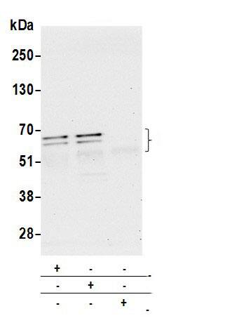 Immunoprecipitation RBM42 Antibody - BSA Free