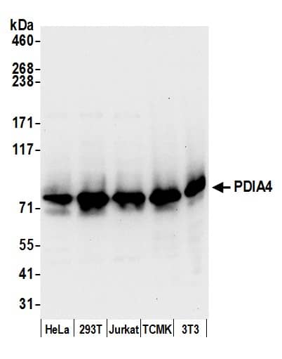 Western Blot:[NBP3-30233]-Detection of human and mouse PDIA4 by western blot. Samples: Whole cell lysate from HeLa, HEK293T, Jurkat, mouse TCMK-1, and mouse NIH 3T3 cells prepared using NETN lysis buffer. Antibody: Affinity purified rabbit anti-PDIA4 antibody used for WB at 0. 04 µg/ml. Detection: Chemiluminescence with an exposure time of 10 seconds.