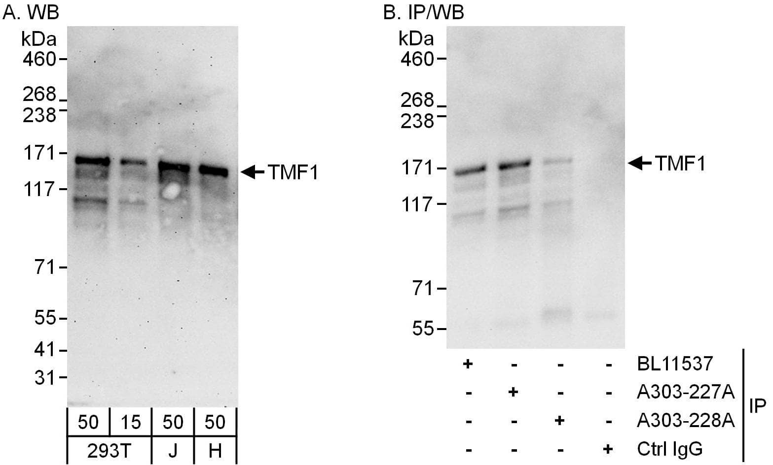 Western Blot:[NBP3-30235]-Detection of human TMF1 by western blot and immunoprecipitation. Samples: Whole cell lysate from HEK293T , Jurkat and HeLa cells. Antibodies: Affinity purified rabbit anti-TMF1 antibody used for WB at 0. 04 µg/ml and 0. 4 µg/ml and used for IP at 6 µg/mg lysate. TMF1 was also immunoprecipitated by rabbit anti-TMF1 antibodies and , which recognize upstream epitopes. Detection: Chemiluminescence with exposure times of 3 minutes and 10 seconds.