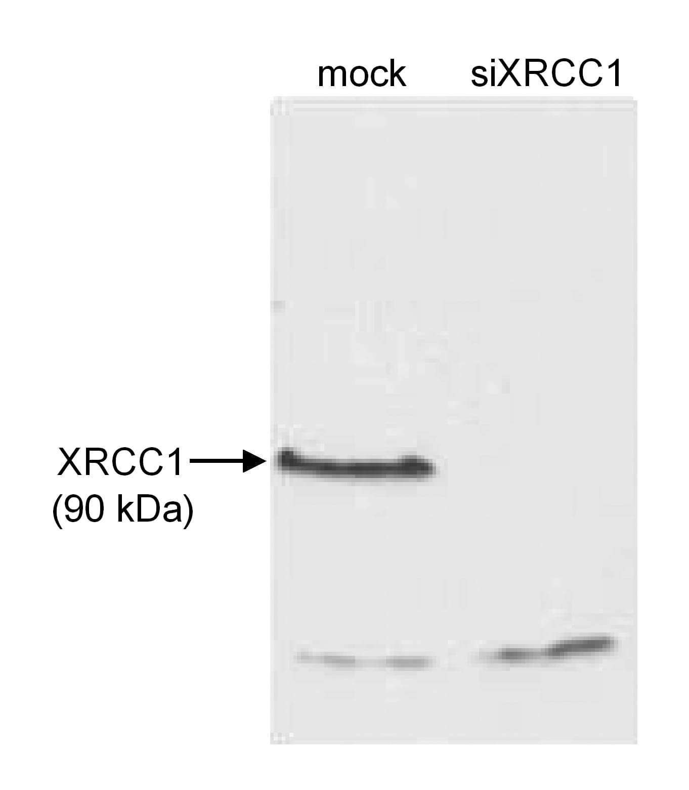 Western Blot:[NBP3-30251]-Detection of human XRCC1 by western blot. Sample: Whole cell extract from mock treated or siRNA treated HeLa cells. Antibody: Affinity purified rabbit anti-XRCC1 used for WB at 1 µg/ml. Detection: Chemiluminescence.