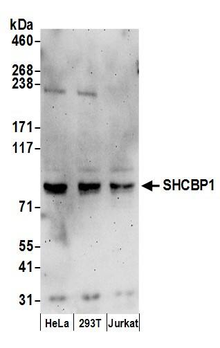 Western Blot:[NBP3-30257]-Detection of human SHCBP1 by western blot. Samples: Whole cell lysate from HeLa, HEK293T, and Jurkat cells prepared using NETN lysis buffer. Antibodies: Affinity purified rabbit anti-SHCBP1 antibody used for WB at 1 µg/ml. Detection: Chemiluminescence with an exposure time of 3 minutes.