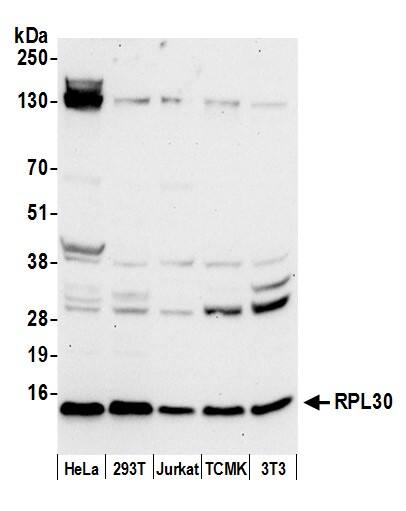 Western Blot RPL30 Antibody - BSA Free