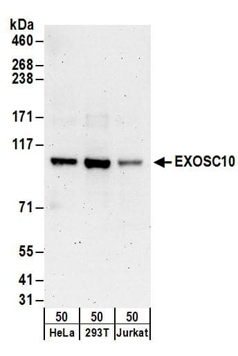 Western Blot:[NBP3-30268]-Detection of human EXOSC10 by western blot. Samples: Whole cell lysate from HeLa, HEK293T, and Jurkat cells. Antibodies: Affinity purified rabbit anti-EXOSC10 antibody used for WB at 0. 4 µg/ml. Detection: Chemiluminescence with an exposure time of 3 minutes.