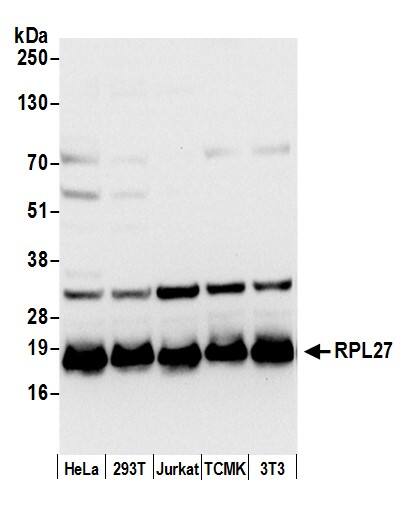 Western Blot:[NBP3-30270]-Detection of human and mouse RPL27 by western blot. Samples: Whole cell lysate from HeLa, HEK293T, Jurkat, mouse TCMK-1, and mouse NIH 3T3 cells prepared using NETN lysis buffer. Antibody: Affinity purified rabbit anti-RPL27 antibody used for WB at 0. 04 µg/ml. Detection: Chemiluminescence with an exposure time of 10 seconds.