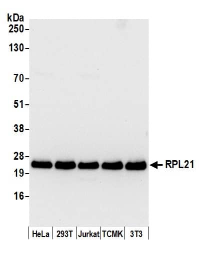 Western Blot:[NBP3-30278]-Detection of human and mouse RPL21 by western blot. Samples: Whole cell lysate from HeLa, HEK293T, Jurkat, mouse TCMK-1, and mouse NIH 3T3 cells prepared using NETN lysis buffer. Antibody: Affinity purified rabbit anti-RPL21 antibody used for WB at 0. 1 µg/ml. Detection: Chemiluminescence with an exposure time of 10 seconds.