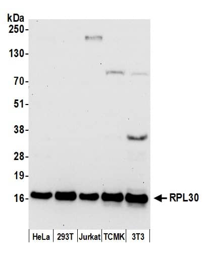 Western Blot:[NBP3-30279]-Detection of human and mouse RPL30 by western blot. Samples: Whole cell lysate from HeLa, HEK293T, Jurkat, mouse TCMK-1, and mouse NIH 3T3 cells prepared using NETN lysis buffer. Antibody: Affinity purified rabbit anti-RPL30 antibody used for WB at 0. 04 µg/ml. Detection: Chemiluminescence with an exposure time of 30 seconds.