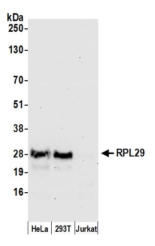 Western Blot:[NBP3-30280]-Detection of human RPL29 by western blot. Samples: Whole cell lysate from HeLa, HEK293T, and Jurkat cells prepared using NETN lysis buffer. Antibody: Affinity purified rabbit anti-RPL29 antibody used for WB at 0. 04 µg/ml. Detection: Chemiluminescence with an exposure time of 30 seconds.