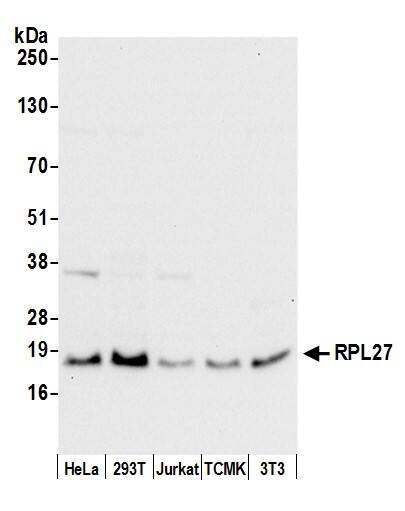 Western Blot:[NBP3-30281]-Detection of human and mouse RPL27 by western blot. Samples: Whole cell lysate from HeLa, HEK293T, Jurkat, mouse TCMK-1, and mouse NIH 3T3 cells prepared using NETN lysis buffer. Antibody: Affinity purified rabbit anti-RPL27 antibody used for WB at 0. 1 µg/ml. Detection: Chemiluminescence with an exposure time of 10 seconds.