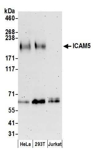 Western Blot:[NBP3-30283]-Detection of human ICAM5 by western blot. Samples: Whole cell lysate prepared using RIPA buffer from HeLa, HEK293T, and Jurkat cells. Antibodies: Affinity purified rabbit anti-ICAM5 antibody used for WB at 0. 4 µg/ml. Detection: Chemiluminescence with an exposure time of 3 minutes.