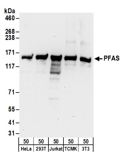 Western Blot:[NBP3-30285]-Detection of human and mouse PFAS by western blot. Samples: Whole cell lysate from HeLa, HEK293T, Jurkat, mouse TCMK-1, and mouse NIH 3T3 cells. Antibodies: Affinity purified rabbit anti-PFAS antibody used for WB at 0. 04 µg/ml. Detection: Chemiluminescence with an exposure time of 3 minutes.