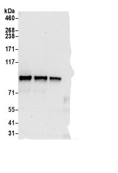 Immunoprecipitation TOX4 Antibody - BSA Free