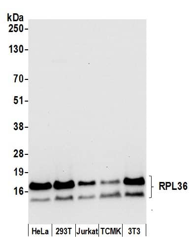 Western Blot RPL36 Antibody