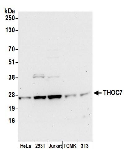 Western Blot THOC7 Antibody - BSA Free