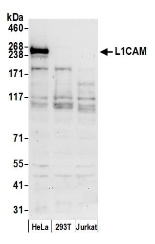 Western Blot:[NBP3-30312]-Detection of human L1CAM by western blot. Samples: Whole cell lysate from HeLa, HEK293T, and Jurkat cells prepared using NETN lysis buffer. Antibody: Affinity purified rabbit anti-L1CAM antibody used for WB at 0. 4 µg/ml. Detection: Chemiluminescence with an exposure time of 75 seconds.