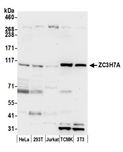Western Blot:[NBP3-30313]-Detection of human and mouse ZC3H7A by western blot. Samples: Whole cell lysate from HeLa, HEK293T, Jurkat, mouse TCMK-1, and mouse NIH 3T3 cells prepared using NETN lysis buffer. Antibody: Affinity purified rabbit antibody used for WB at 0. 4 µg/ml. Detection: Chemiluminescence with an exposure time of 30 seconds.