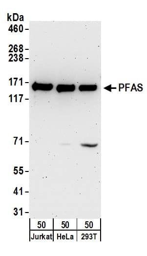 Western Blot:[NBP3-30314]-Detection of human PFAS by western blot. Samples: Whole cell lysate from Jurkat, HeLa, and 293T cells. Antibodies: Affinity purified rabbit anti-PFAS antibody used for WB at 0. 1 µg/ml. Detection: Chemiluminescence with an exposure time of 3 minutes.