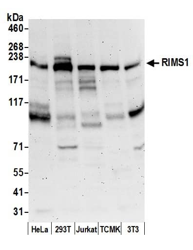 Western Blot RIMS1 Antibody