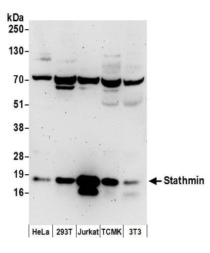 Western Blot:[NBP3-30338]-Detection of human and mouse Stathmin by western blot. Samples: Whole cell lysate from HeLa, HEK293T, Jurkat, mouse TCMK-1, and mouse NIH 3T3 cells prepared using NETN lysis buffer. Antibodies: Affinity purified rabbit anti-Stathmin antibody used for WB at 1 µg/ml. Detection: Chemiluminescence with an exposure time of 3 minutes.