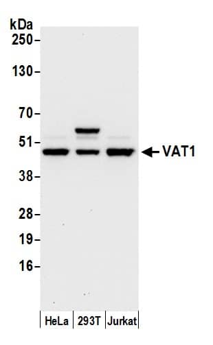 Western Blot:[NBP3-30364]-Detection of human VAT1 by western blot. Samples: Whole cell lysate from HeLa, HEK293T, and Jurkat cells prepared using NETN lysis buffer. Antibody: Affinity purified rabbit anti-VAT1 antibody used for WB at 0. 1 µg/ml. Detection: Chemiluminescence with an exposure time of 10 seconds.