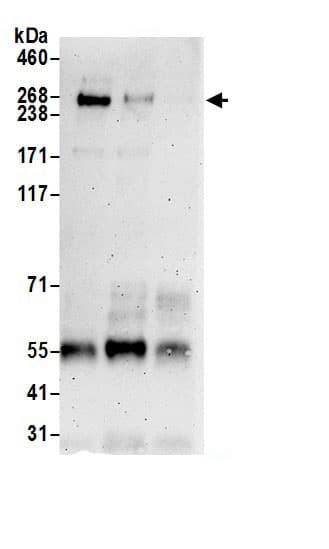 Immunoprecipitation BAP28 Antibody - BSA Free