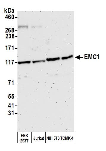 Western Blot EMC1 Antibody - BSA Free