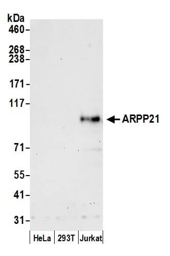 Western Blot:[NBP3-30388]-Detection of human ARPP21 by western blot. Samples: Whole cell lysate from HeLa, HEK293T, and Jurkat cells prepared using NETN lysis buffer. Antibody: Affinity purified rabbit anti-ARPP21 antibody used for WB at 0. 1 mg/ml. Detection: Chemiluminescence with an exposure time of 30 seconds.