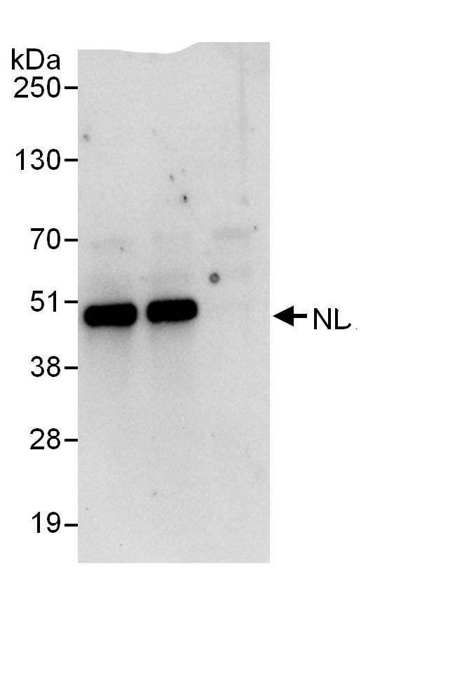 Immunoprecipitation:NDRG3 AntibodyNBP3-30430] -Detection of human NDRG3 by western blot of immunoprecipitates. Samples: Whole cell lysate (1 mg for IP, 20% of IP loaded) from HeLa cells. Antibodies: Affinity purified rabbit anti-NDRG3 antibody NBP3-30430 used for IP at 6 µg/mg lysate. NDRG3 was also immunoprecipitated by rabbit anti-NDRG3., which recognizes a downstream epitope. For blotting immunoprecipitated NDRG3, A303-749A was used at 1 µg/ml. Detection: Chemiluminescence with an exposure time of 10 seconds.