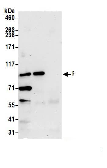 Immunoprecipitation KLRAQ1 Antibody - BSA Free